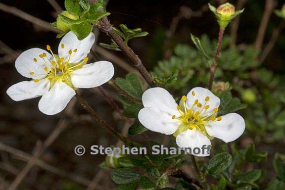 potentilla davurica 3 graphic